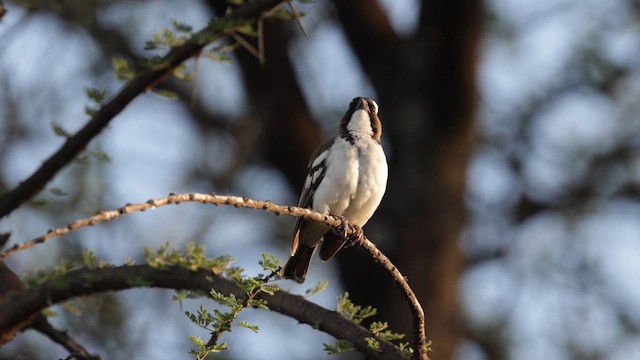 White-browed Sparrow-Weaver - ML633202727