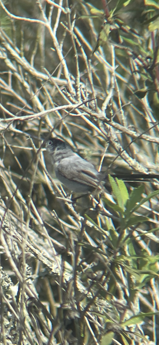 California Gnatcatcher - ML633202752