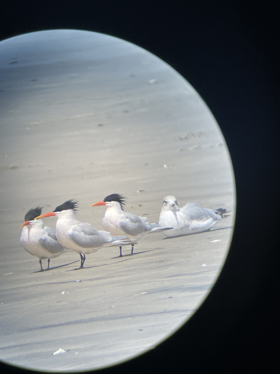 Elegant Tern - ML633202781