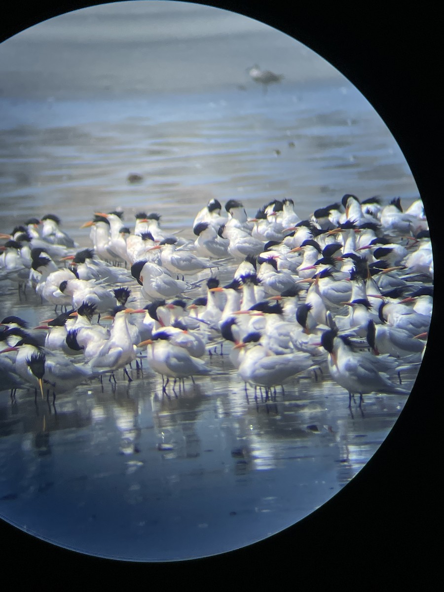 Elegant Tern - ML633202782