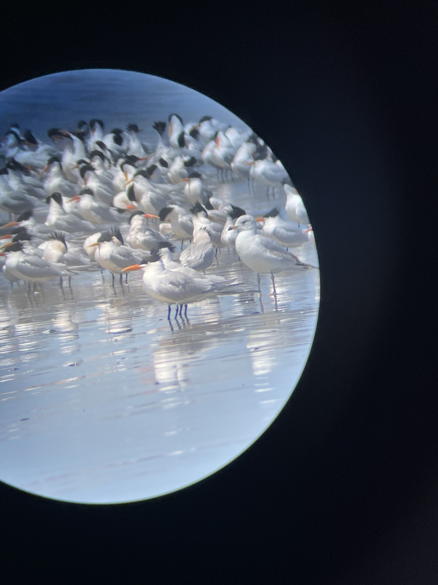 Royal Tern - ML633202791