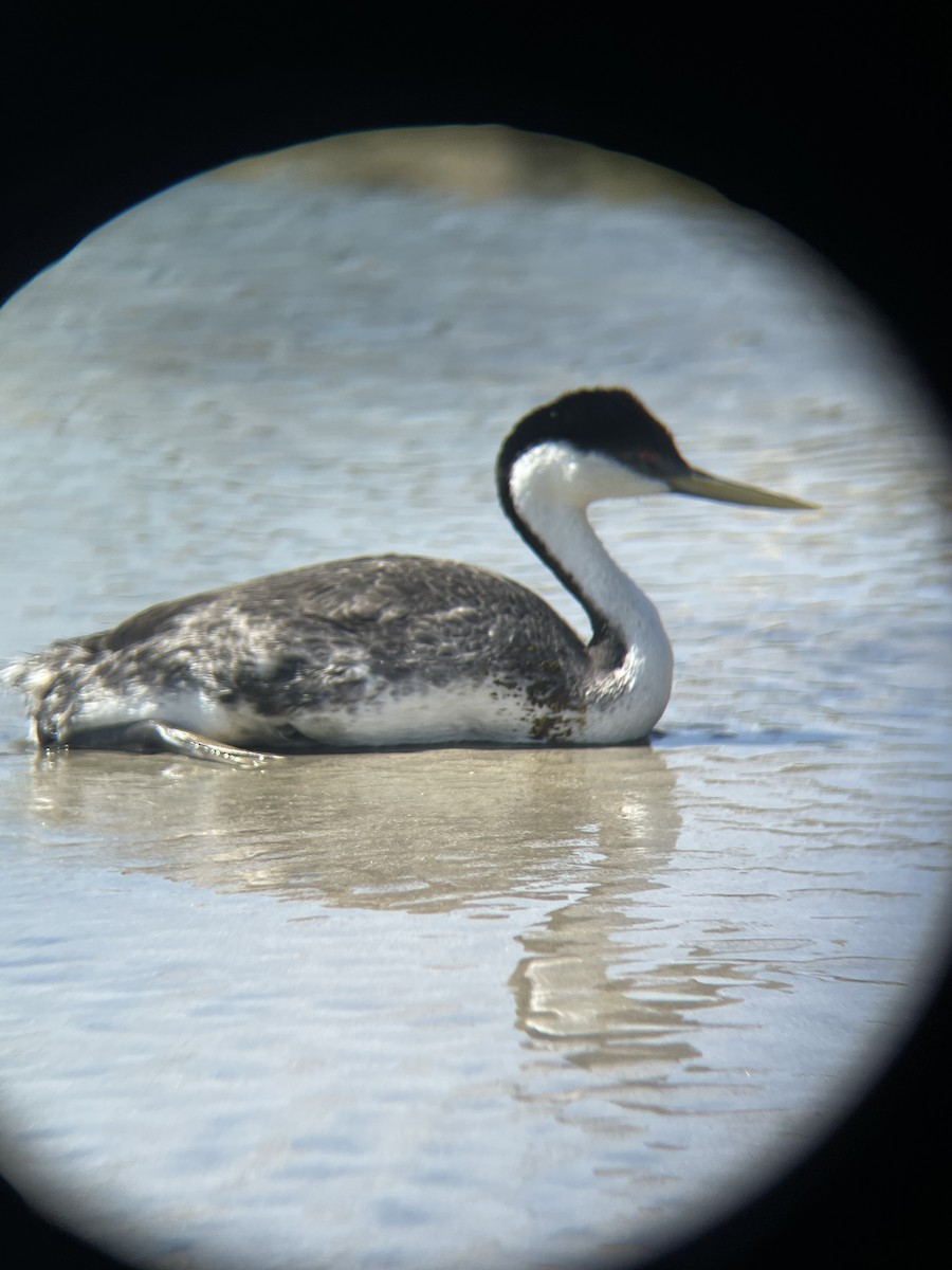 Western Grebe - ML633202803