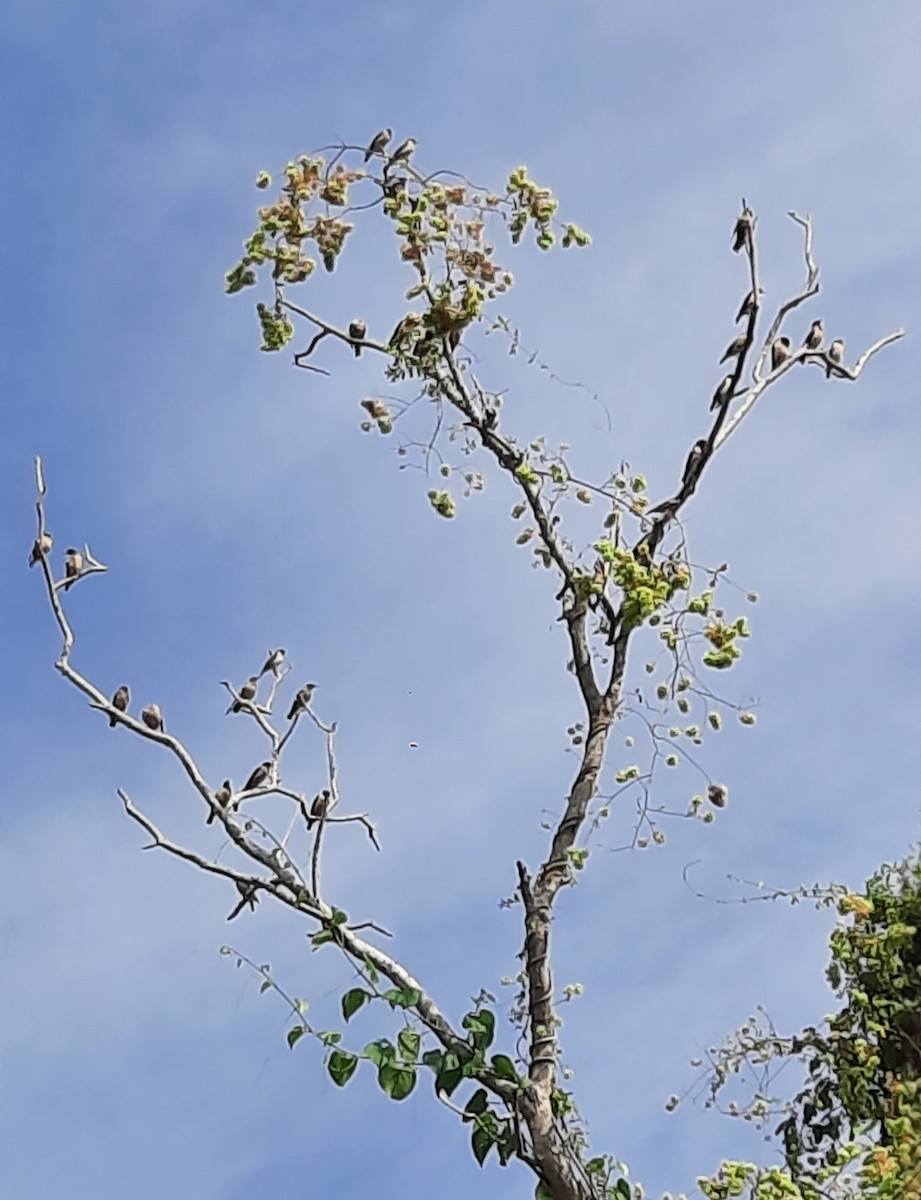 Rosy Starling - ML633202842