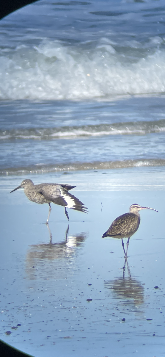 Willet - ML633202850