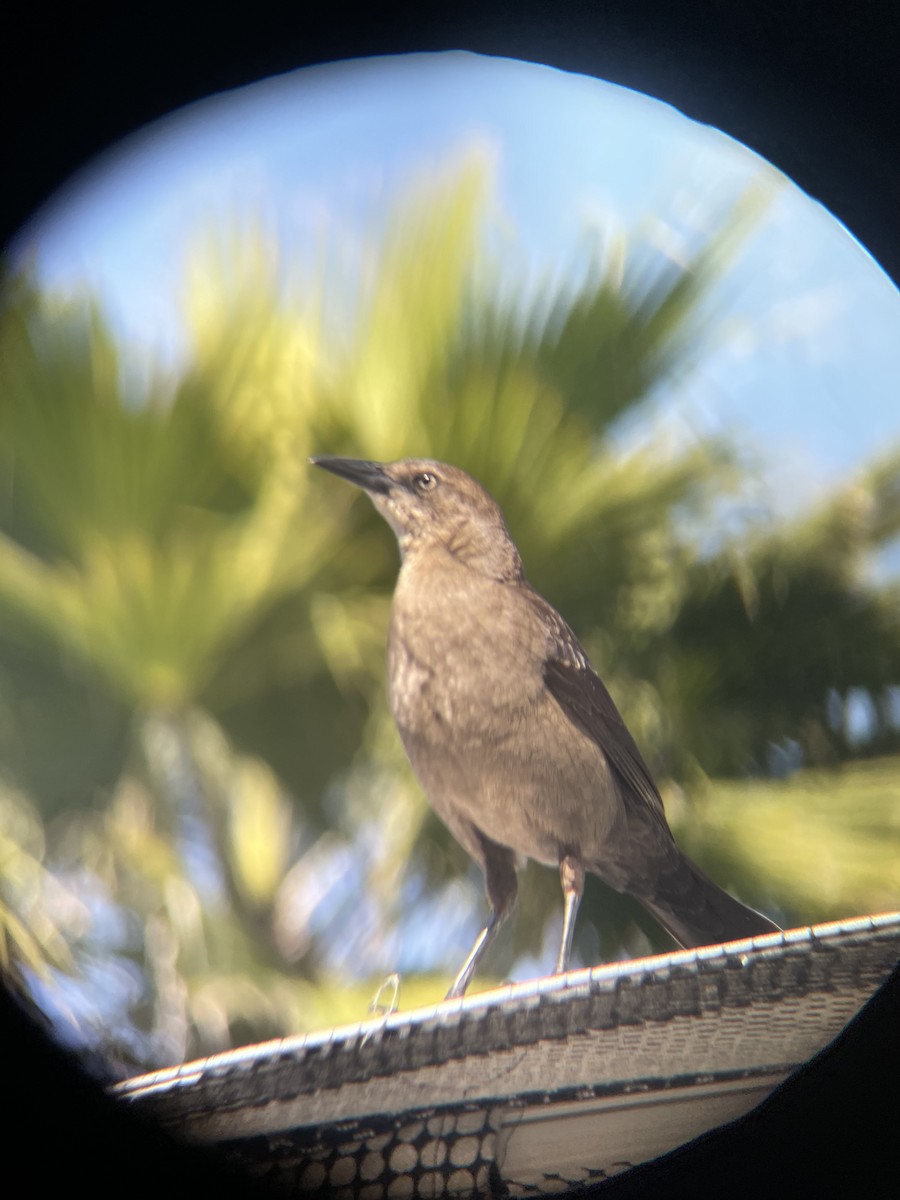 Great-tailed Grackle - ML633202858