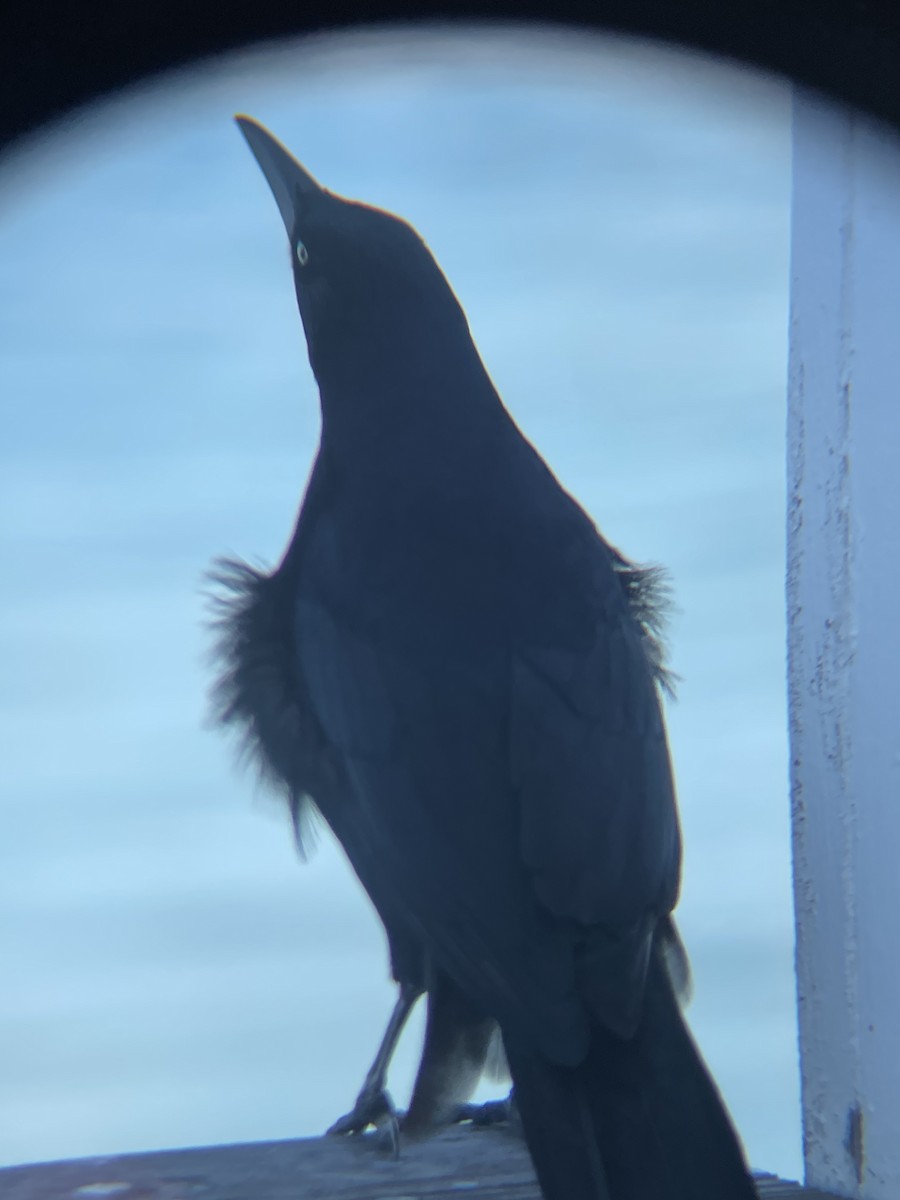 Great-tailed Grackle - ML633202859