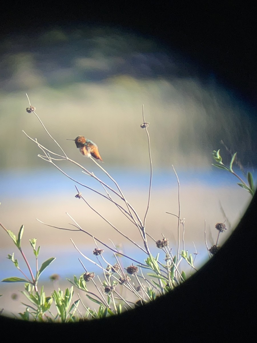 Allen's Hummingbird - ML633202897