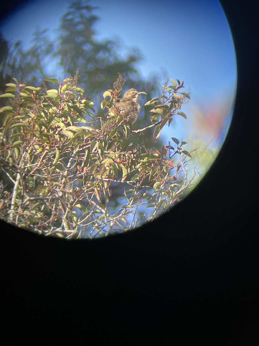 California Thrasher - ML633202909