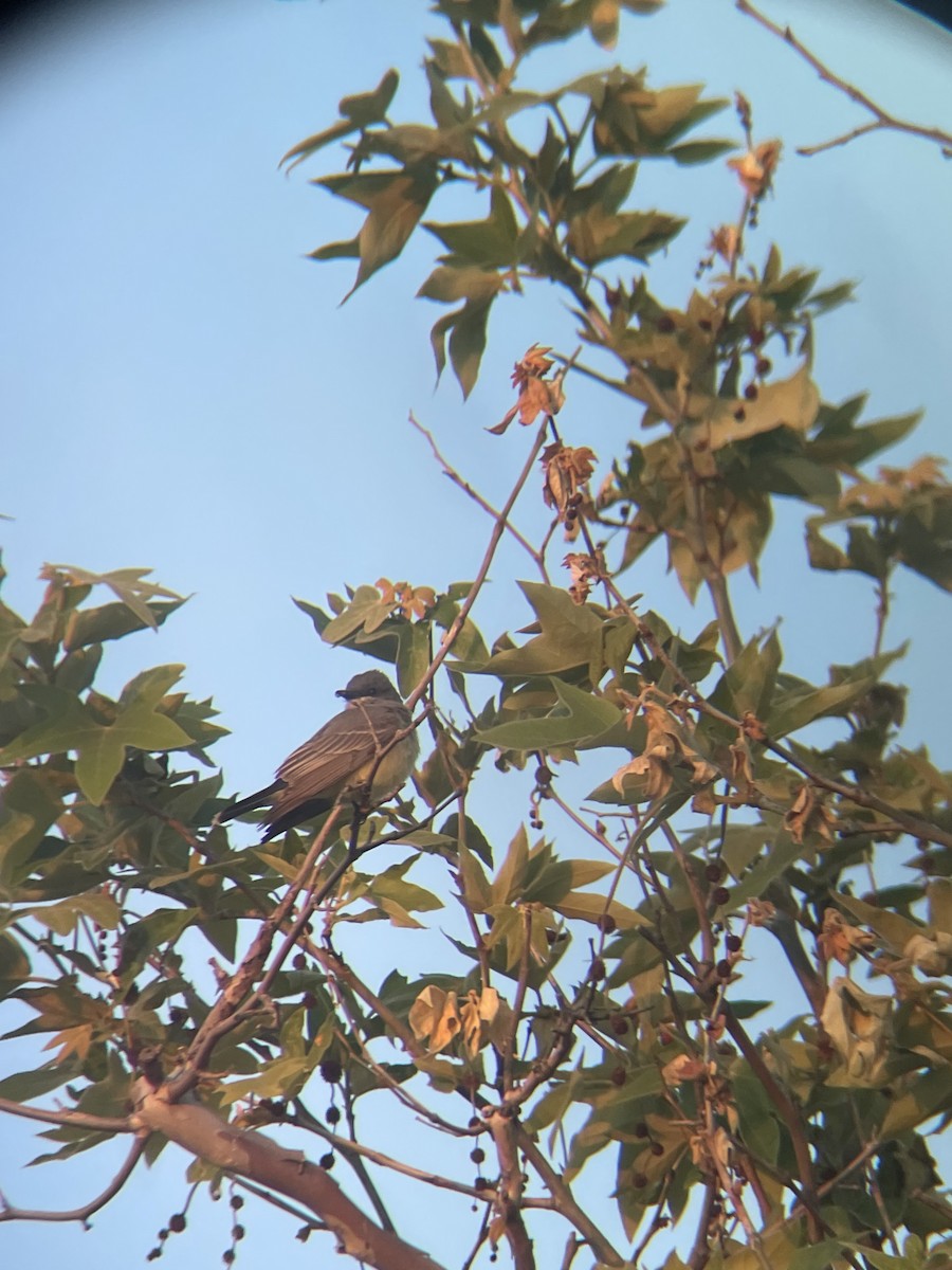 Cassin's Kingbird - ML633202967