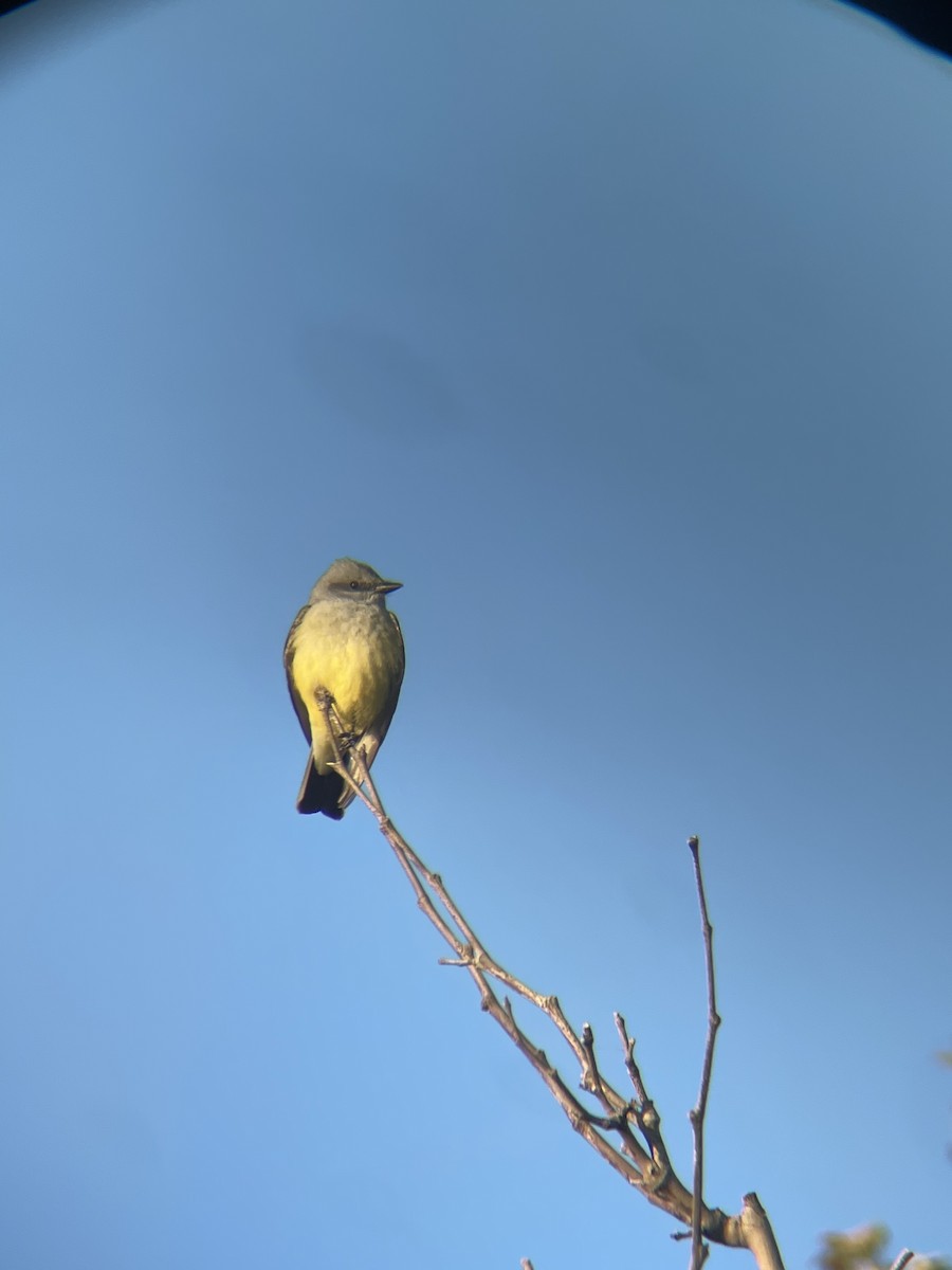 Western Kingbird - ML633202988