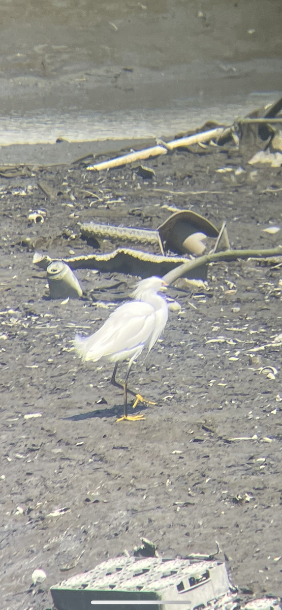 Snowy Egret - ML633203013