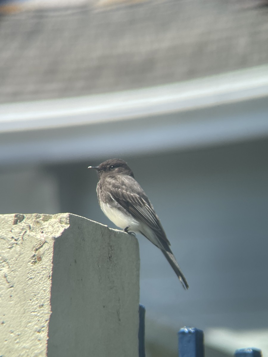 Black Phoebe - ML633203022