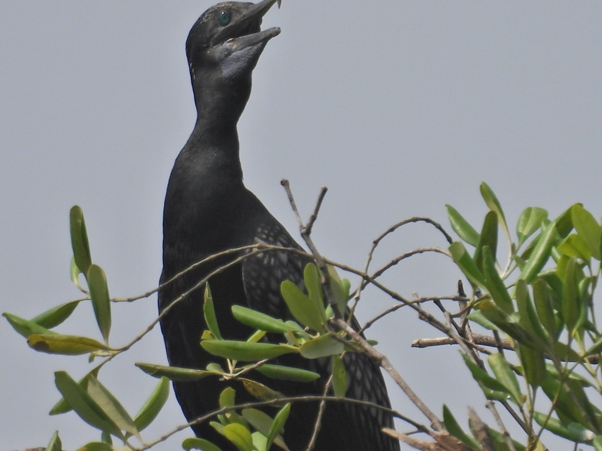 Little Black Cormorant - ML633203140