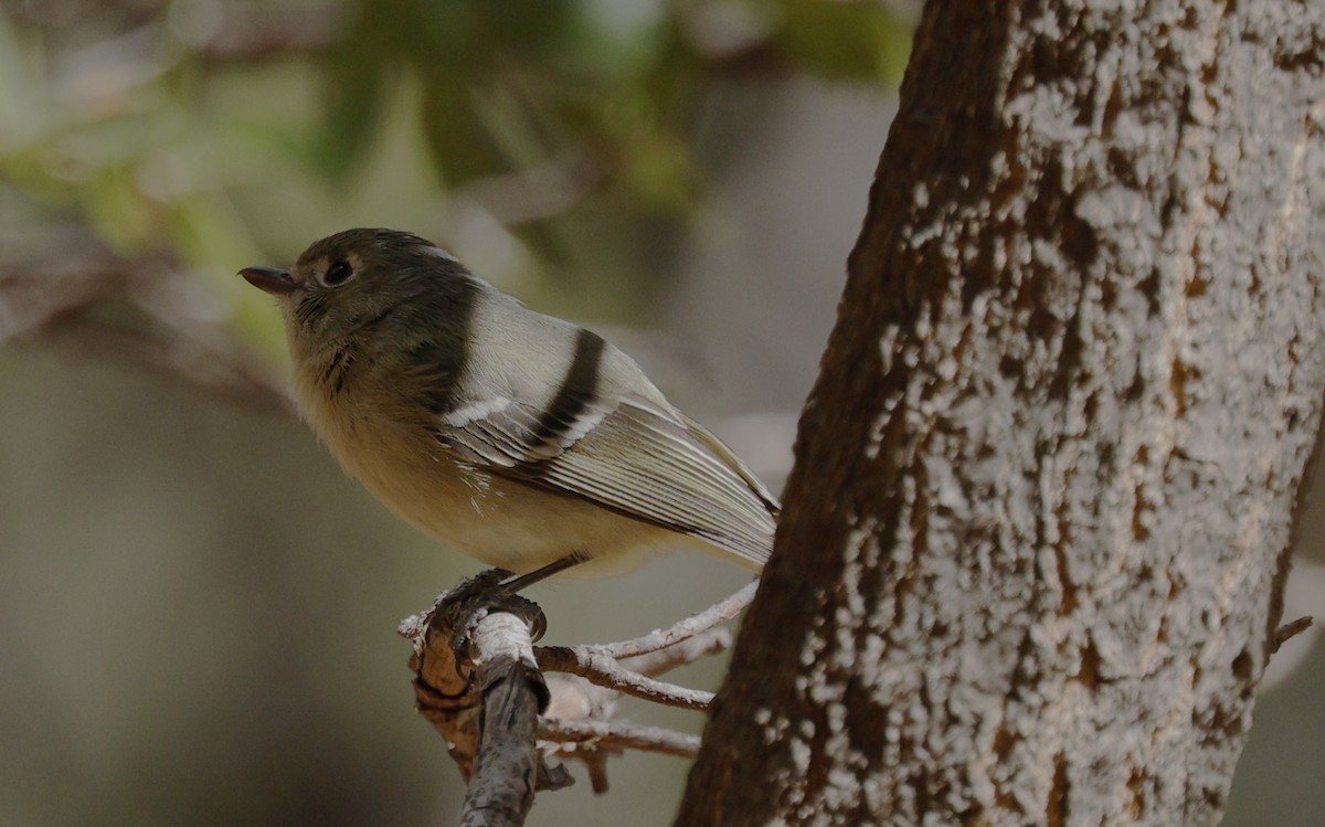 Hutton's Vireo - ML633203191