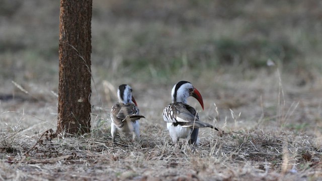 Northern Red-billed Hornbill - ML633203225