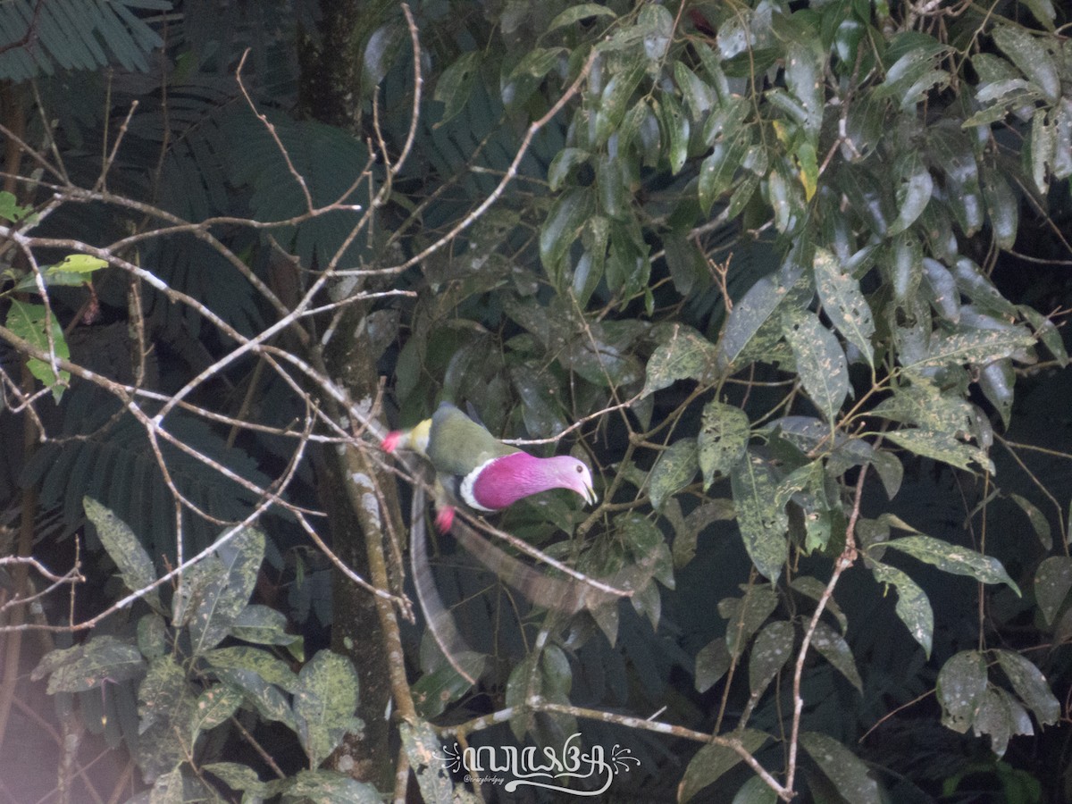 Pink-headed Fruit-Dove - ML633203272