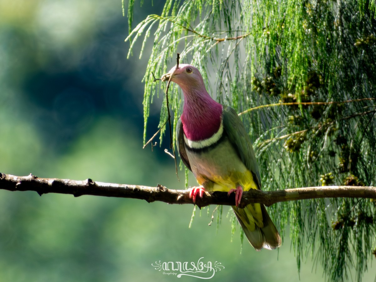 Pink-headed Fruit-Dove - ML633203273
