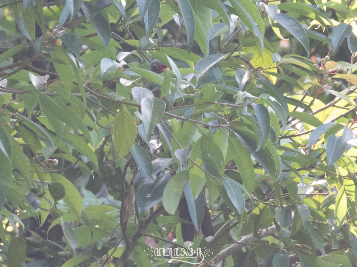 Red-billed Malkoha - ML633203286