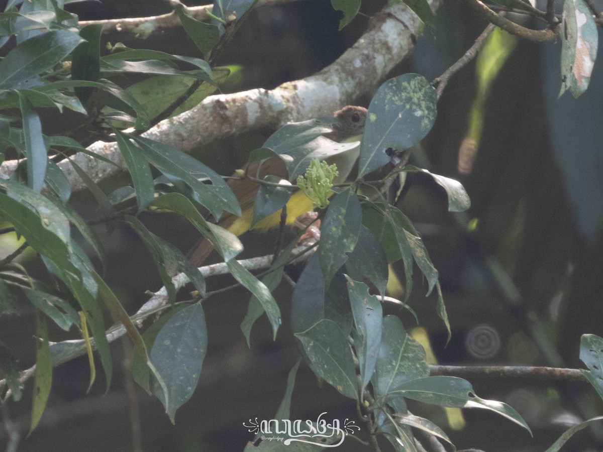 Brown-cheeked Bulbul - ML633203338