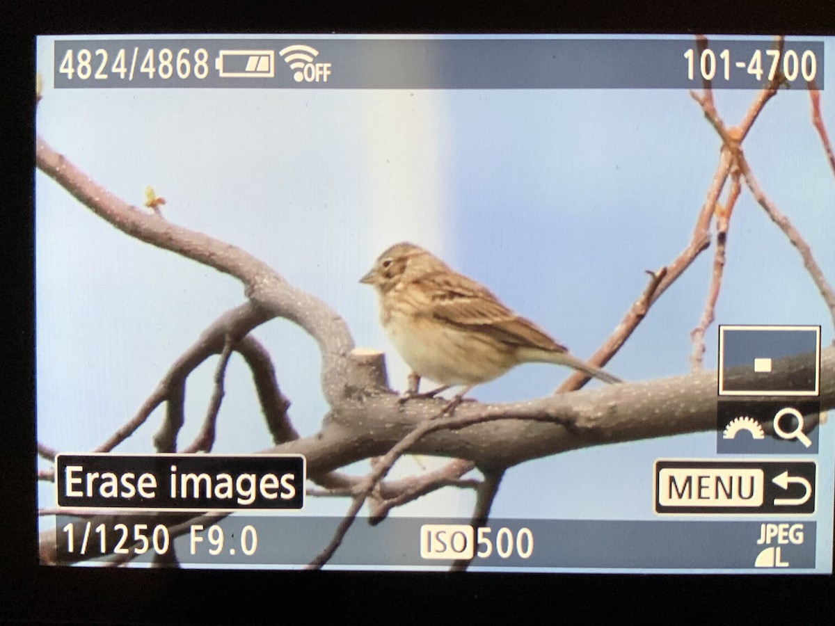 Vesper Sparrow - ML633203347