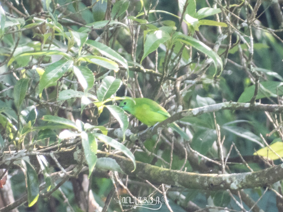 Javan Leafbird - ML633203362