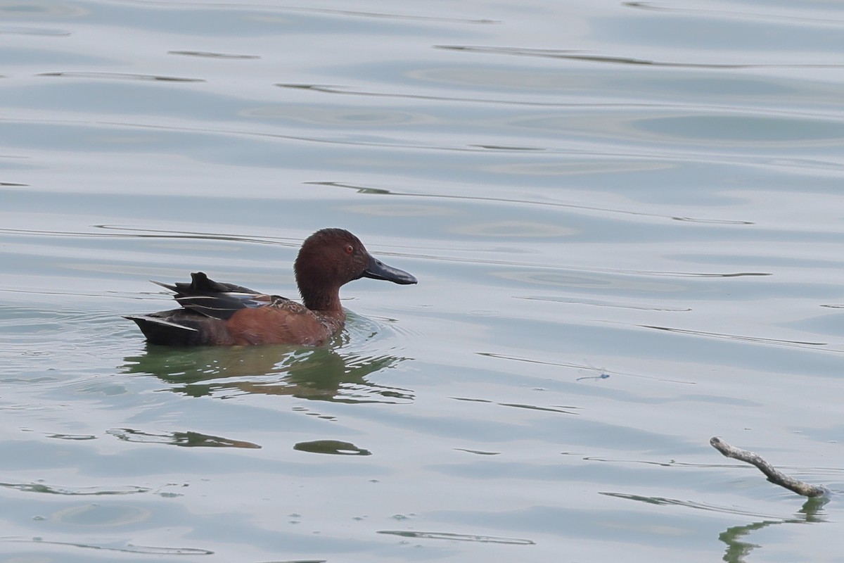 Cinnamon Teal - ML633203391
