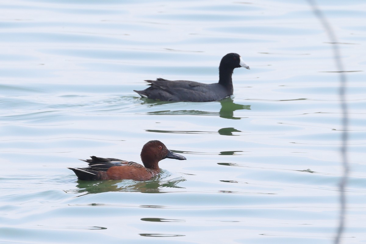 Cinnamon Teal - ML633203392