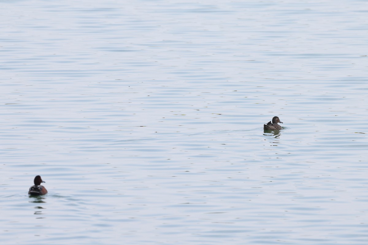 Cinnamon Teal - ML633203393