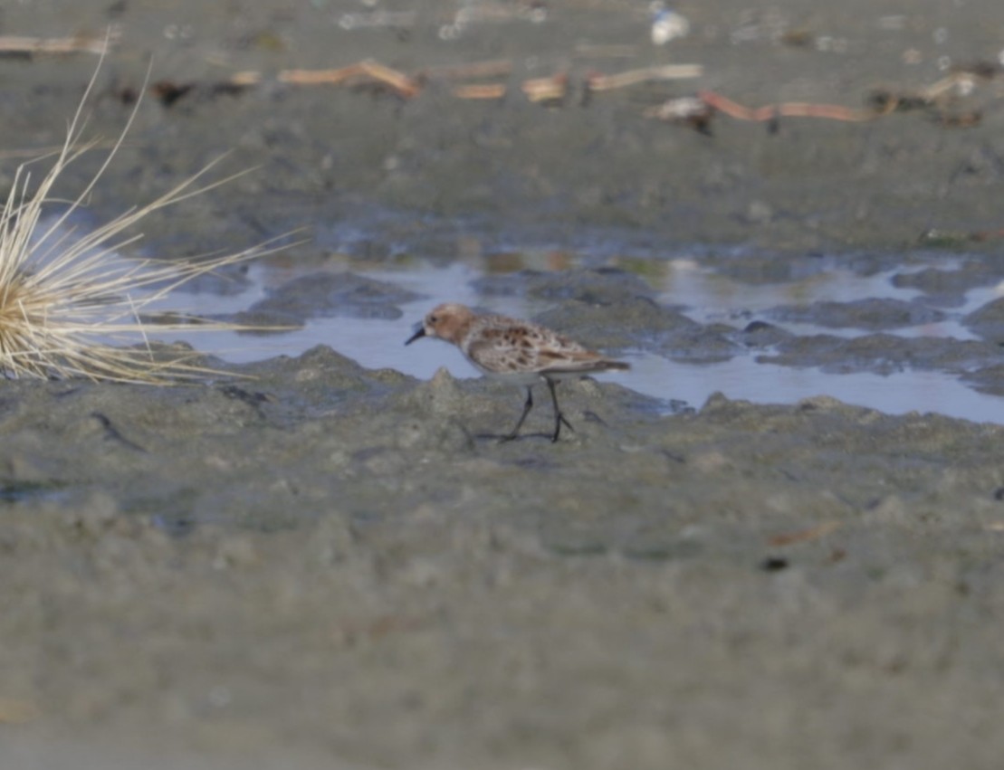 Gambecchio collorosso - ML633203421