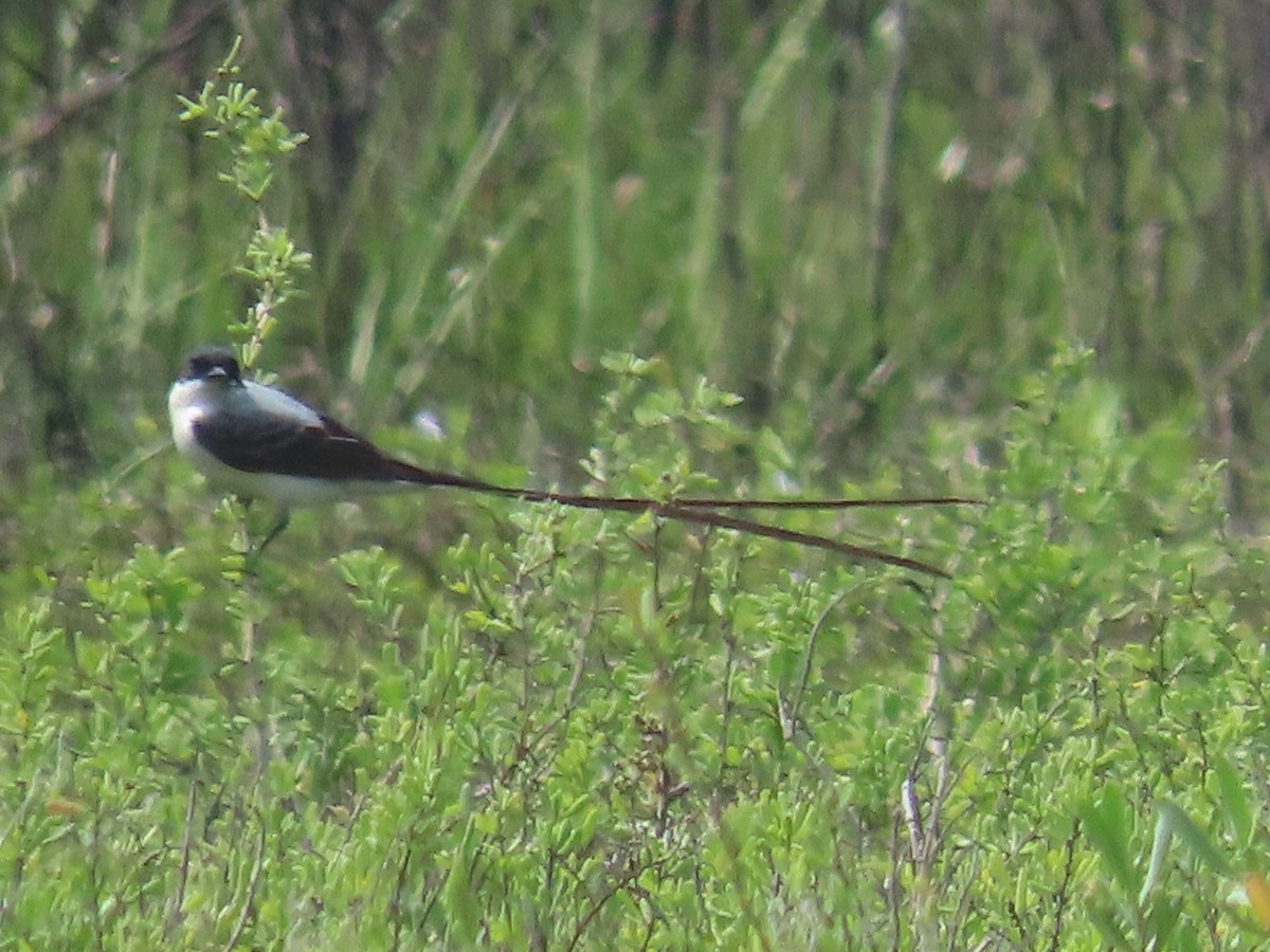 Fork-tailed Flycatcher - ML633203462