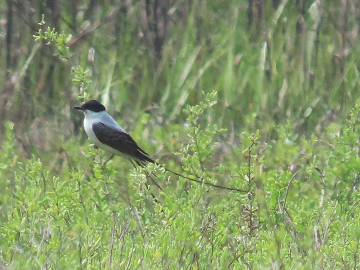 Fork-tailed Flycatcher - ML633203463