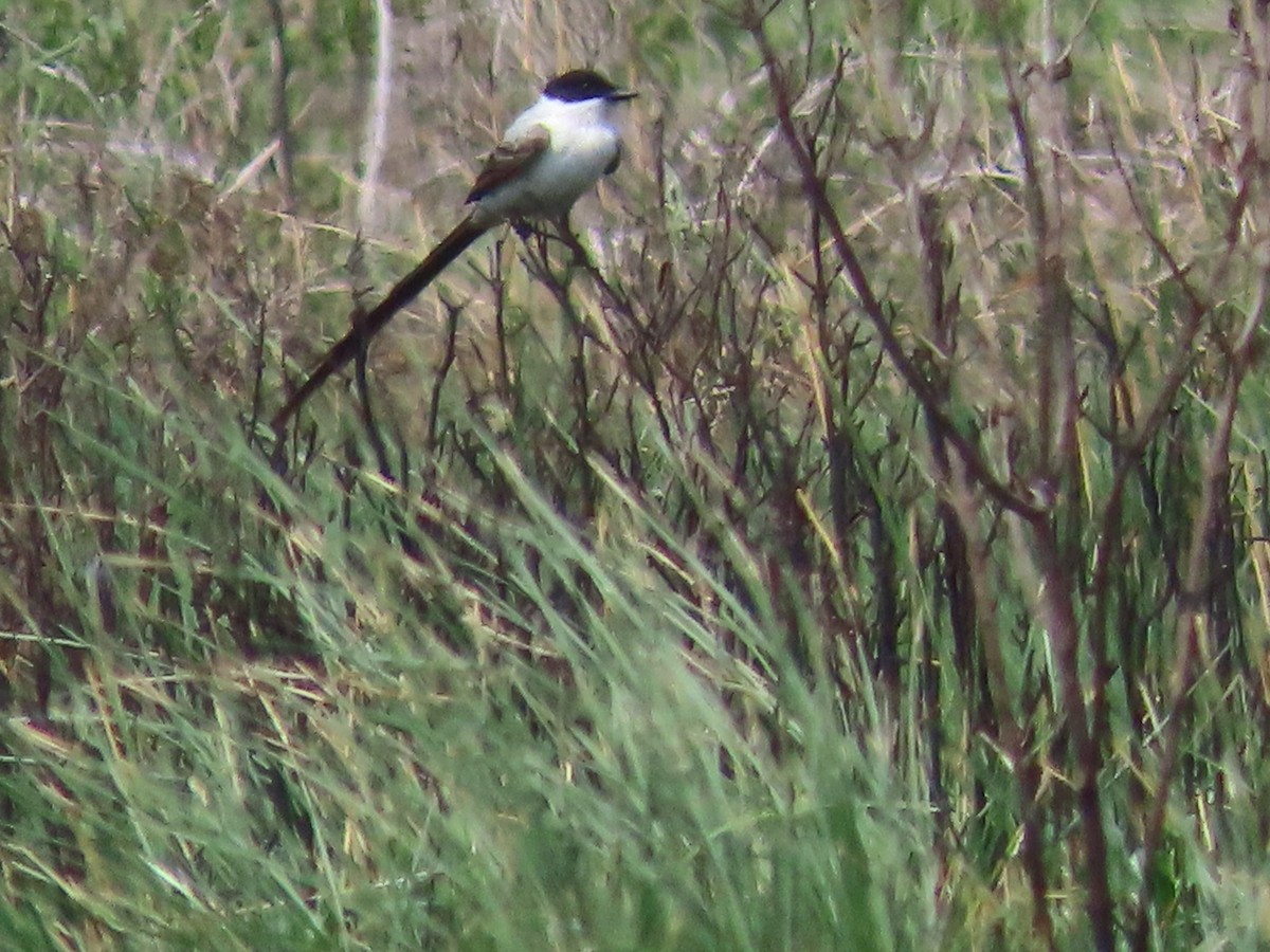 Fork-tailed Flycatcher - ML633203464