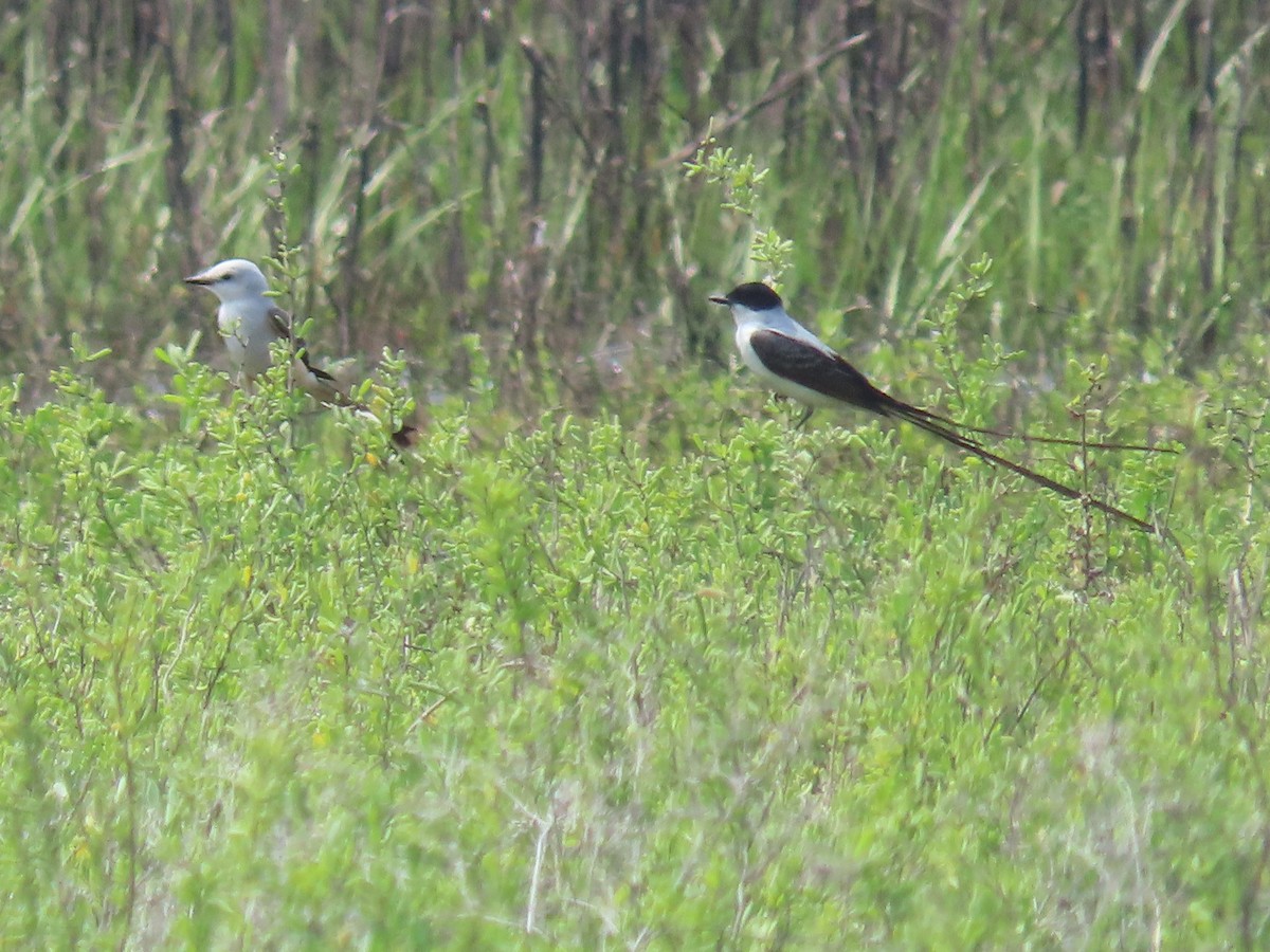 Fork-tailed Flycatcher - ML633203465