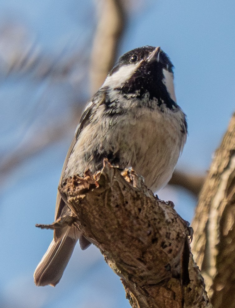 Өдөрч хөх бух - ML633203484