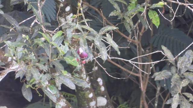 Pink-headed Fruit-Dove - ML633203571