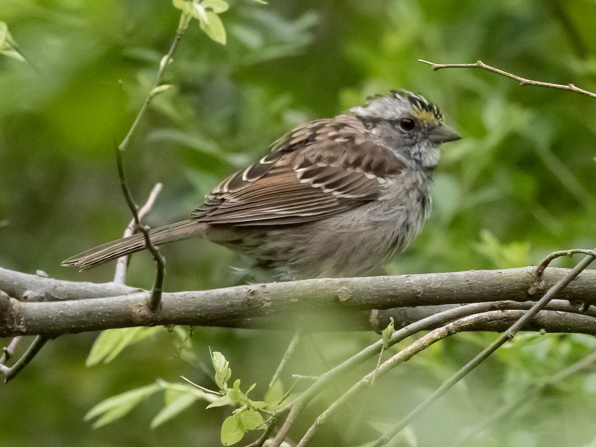 White-throated Sparrow - ML633203630