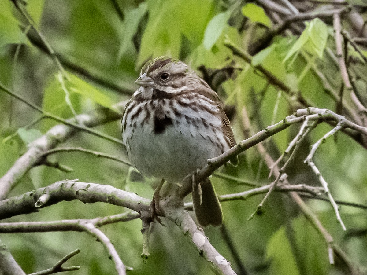 Song Sparrow - ML633203646