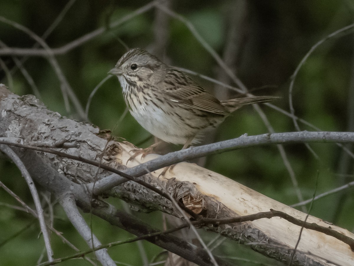 Lincoln's Sparrow - ML633203655