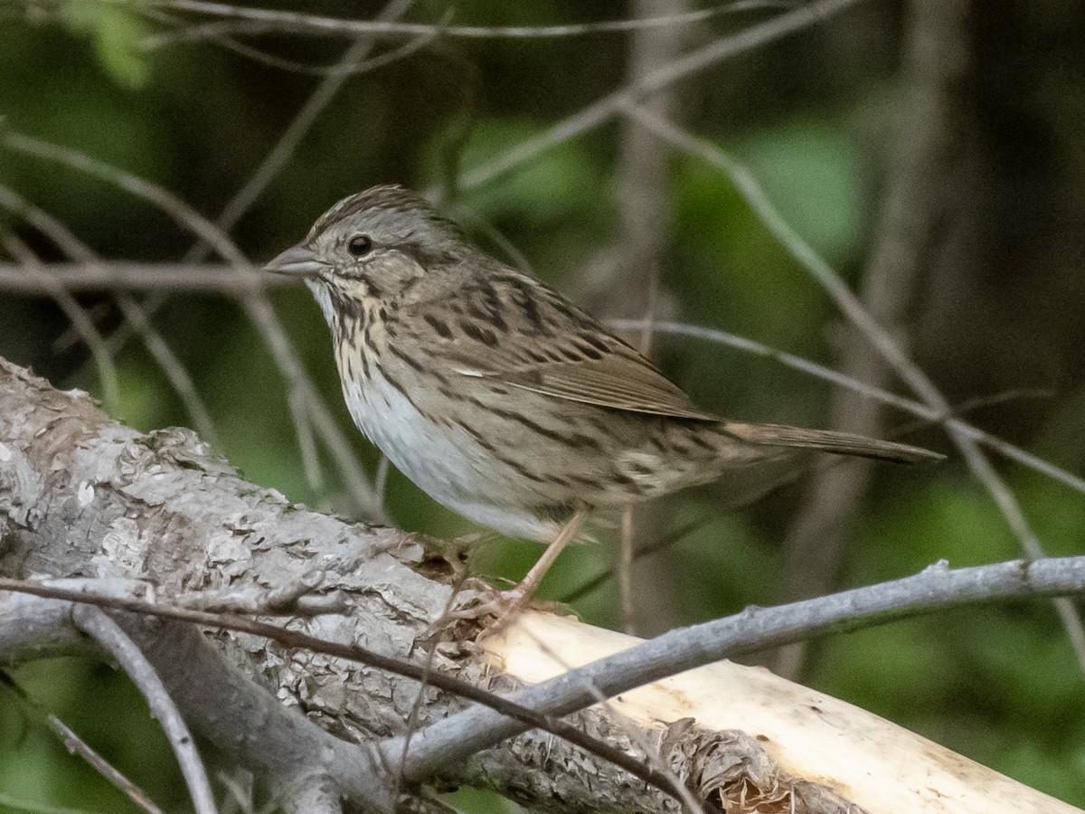 Lincoln's Sparrow - ML633203656