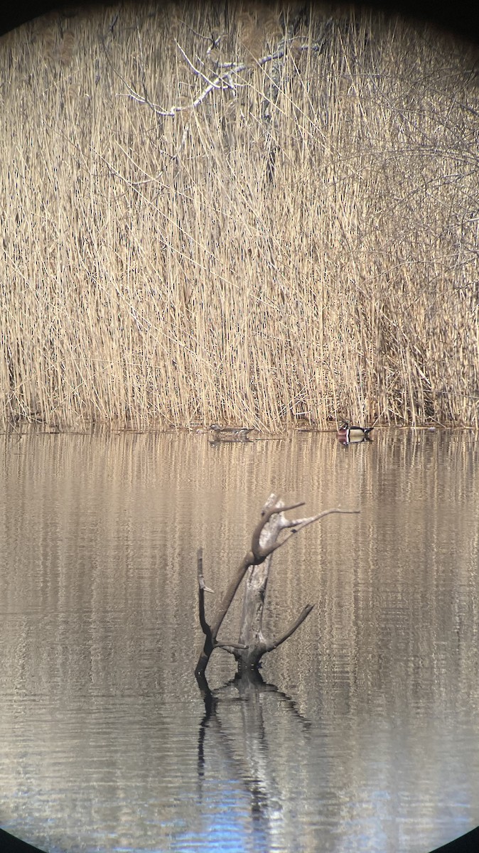 Wood Duck - ML633203805