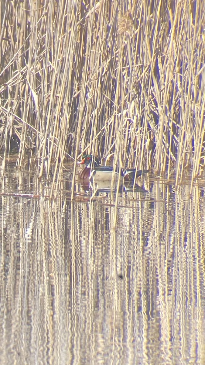 Wood Duck - ML633203806
