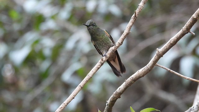 okerstjertkolibri - ML633203924