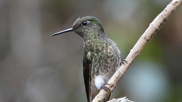 okerstjertkolibri - ML633203925