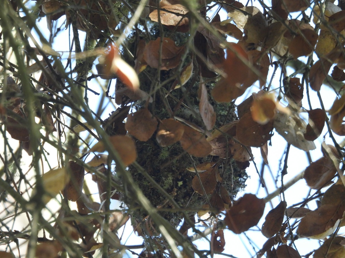 Bushtit - ML633204055