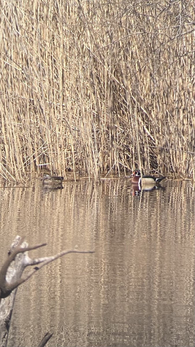Wood Duck - ML633204087