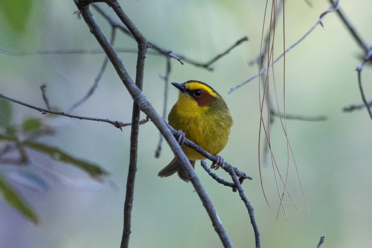 Golden-browed Warbler - ML633204476