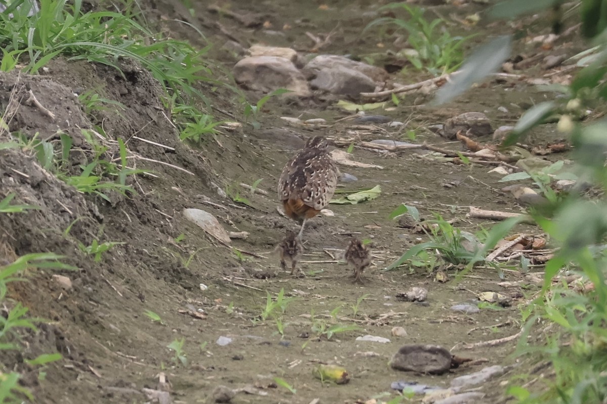 Barred Buttonquail - ML633205169