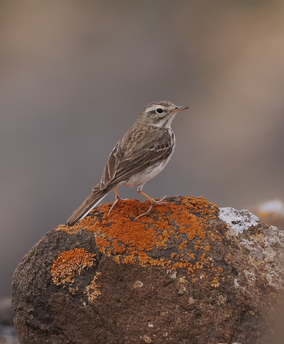 Berthelot's Pipit - ML633205294