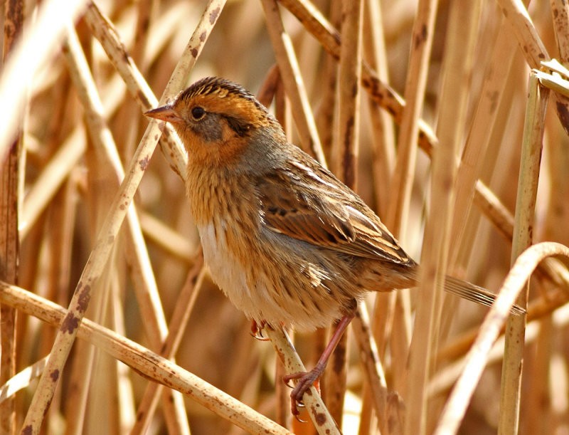 Nelson's Sparrow - ML63320531