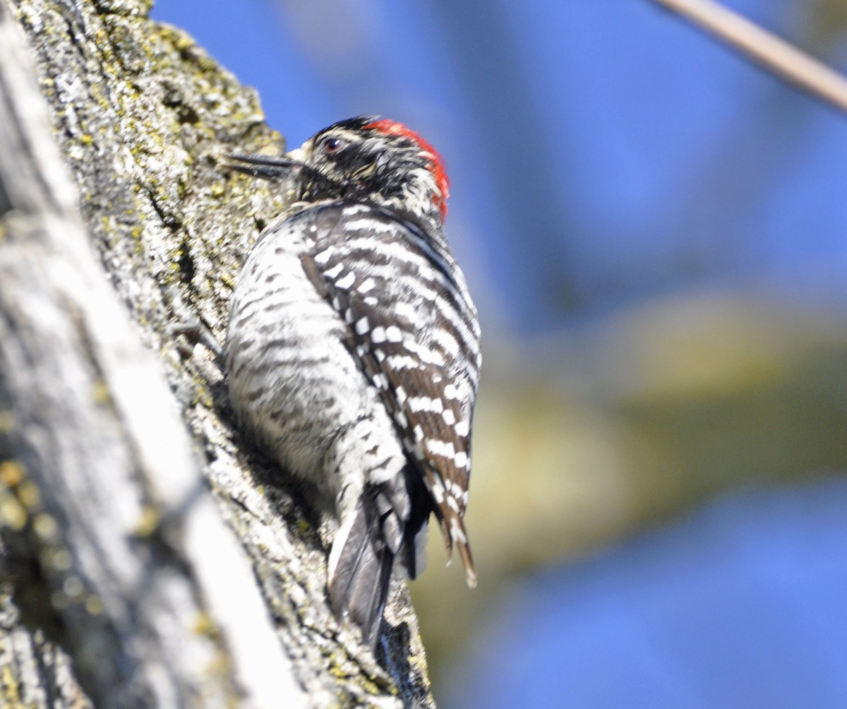 Nuttall's Woodpecker - ML633205414